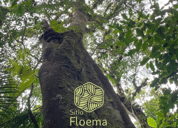 Floema (5)