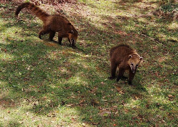 Hotel Caldas da Imperatriz (4)