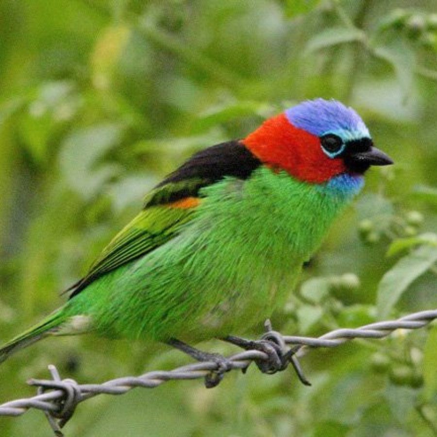 Plaza Caldas da Imperatriz 2